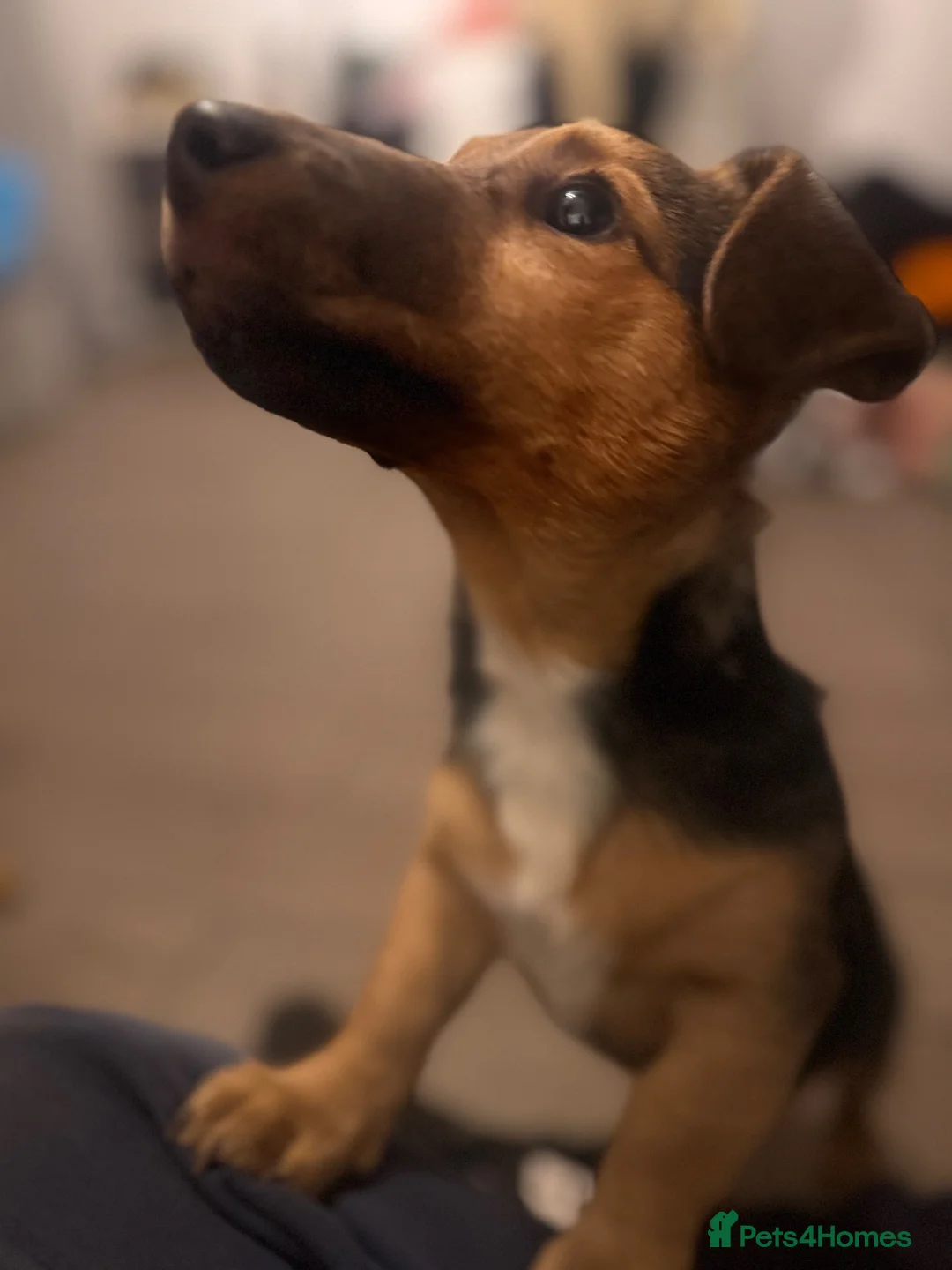 Jack Russell dogs for sale: Wenlock Jack Russell miniature  in Southampton - Advert 2