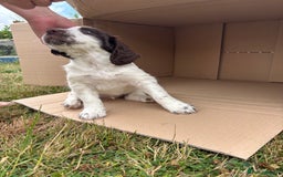 English Springer Spaniel dogs for sale: KENNEL CLUB Pedigree Springer Spaniel Puppies - Image 12