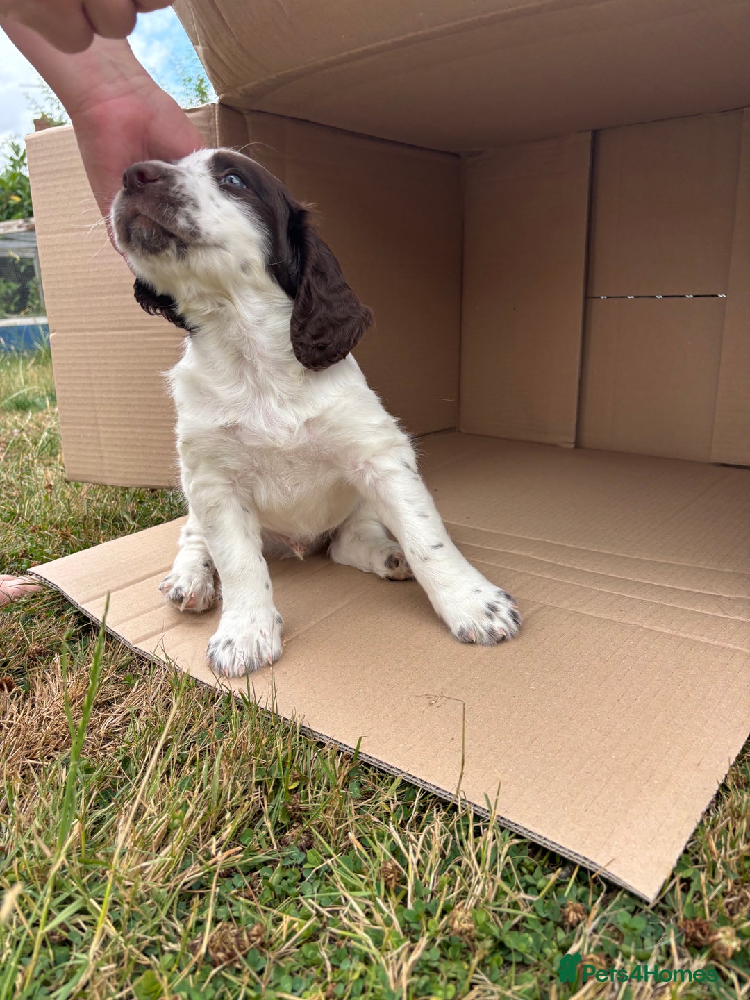 English Springer Spaniel dogs for sale: KENNEL CLUB Pedigree Springer Spaniel Puppies - Image 12