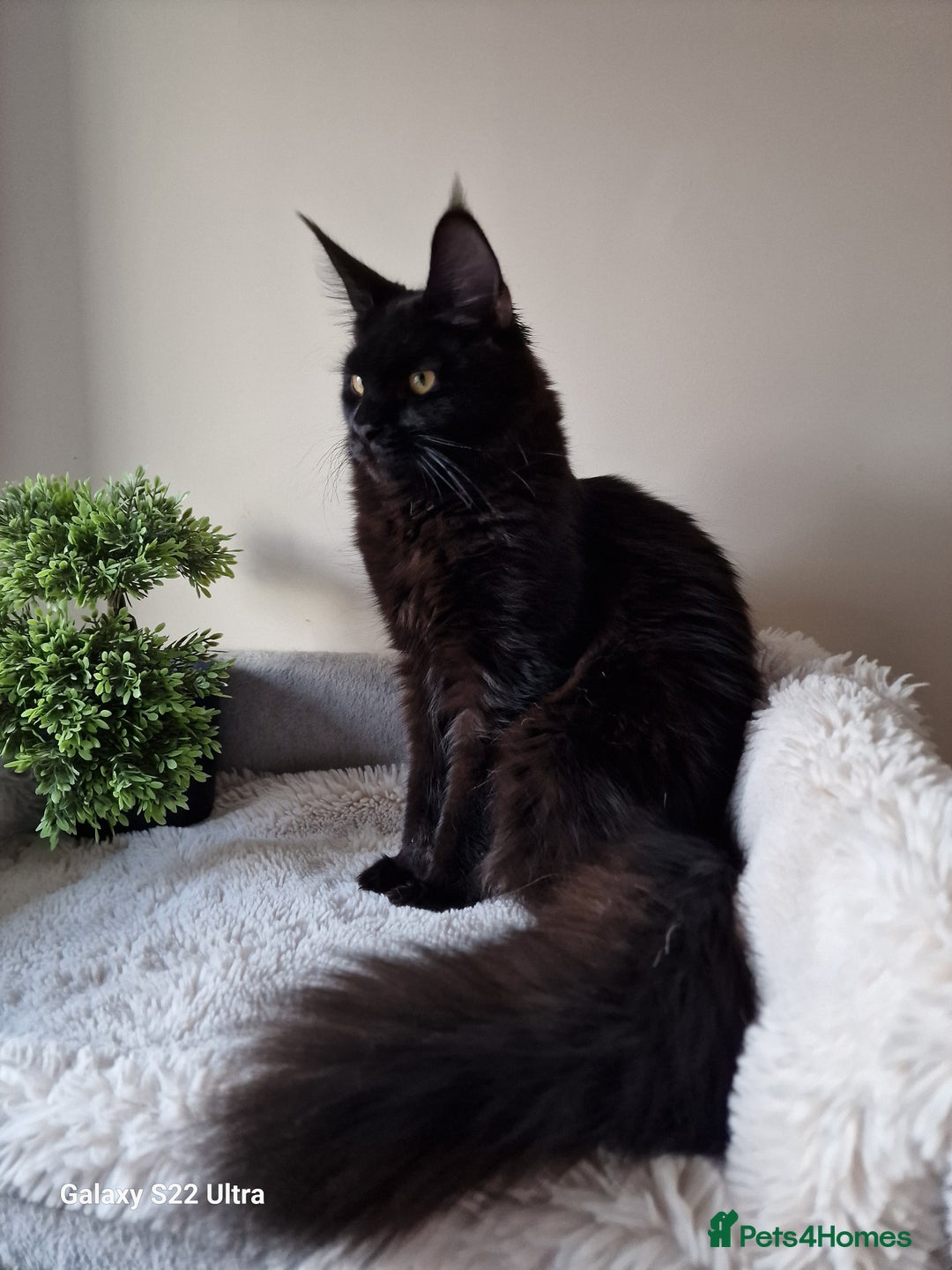 Maine Coon cats for sale: 🎀Females- MAINE COON🎀 - Advert 25