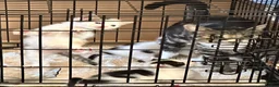 Mixed Breed cats for sale: Beautiful babies ready for collection - Advert 21
