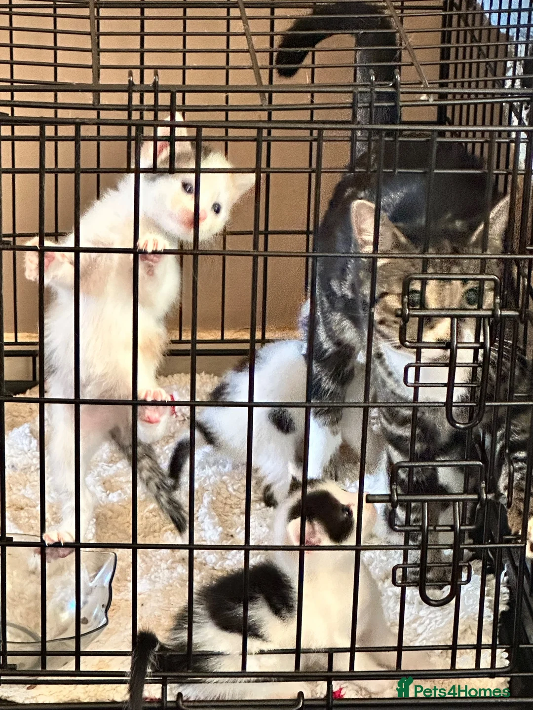 Mixed Breed cats for sale: Beautiful babies ready for collection - Advert 21