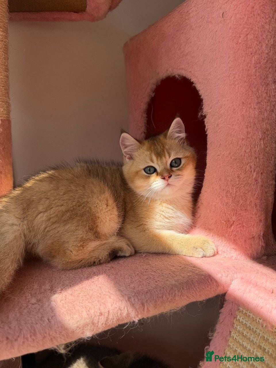 British Shorthair cats Gorgeous Golden & white British shorthair kitten - Advert 3