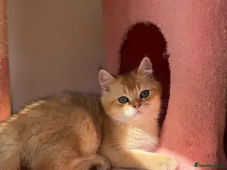 British Shorthair cats Gorgeous Golden & white British shorthair kitten - Advert 3