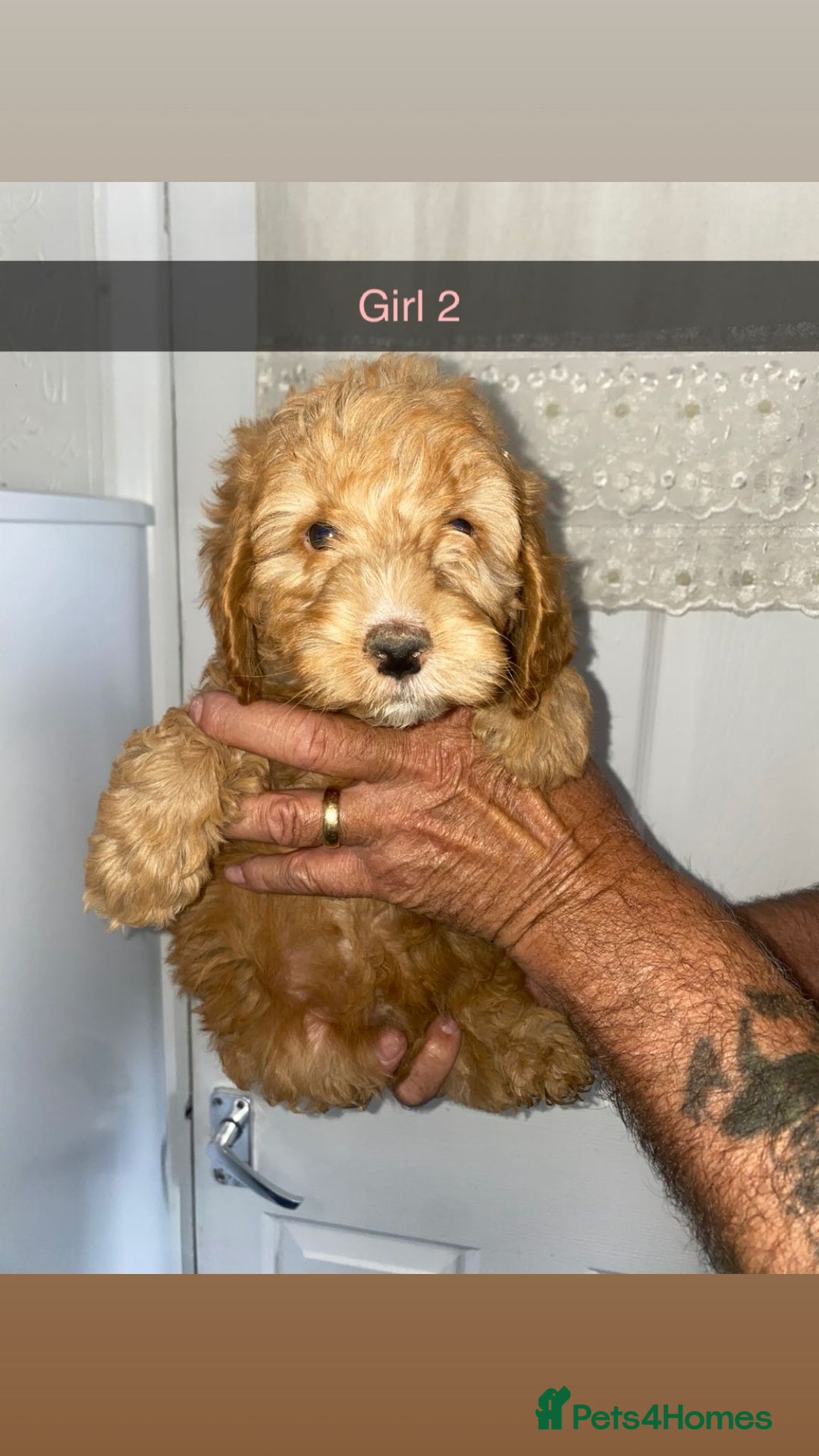 Cockapoo dogs for sale: cockapoo pups - Image 8