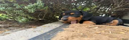 Miniature Dachshund dogs for sale: Miniature dachshund puppies  in Winchester - Advert 18