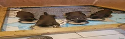 Dobermann dogs for sale: Dobermann puppies  in Maidstone - Advert 6