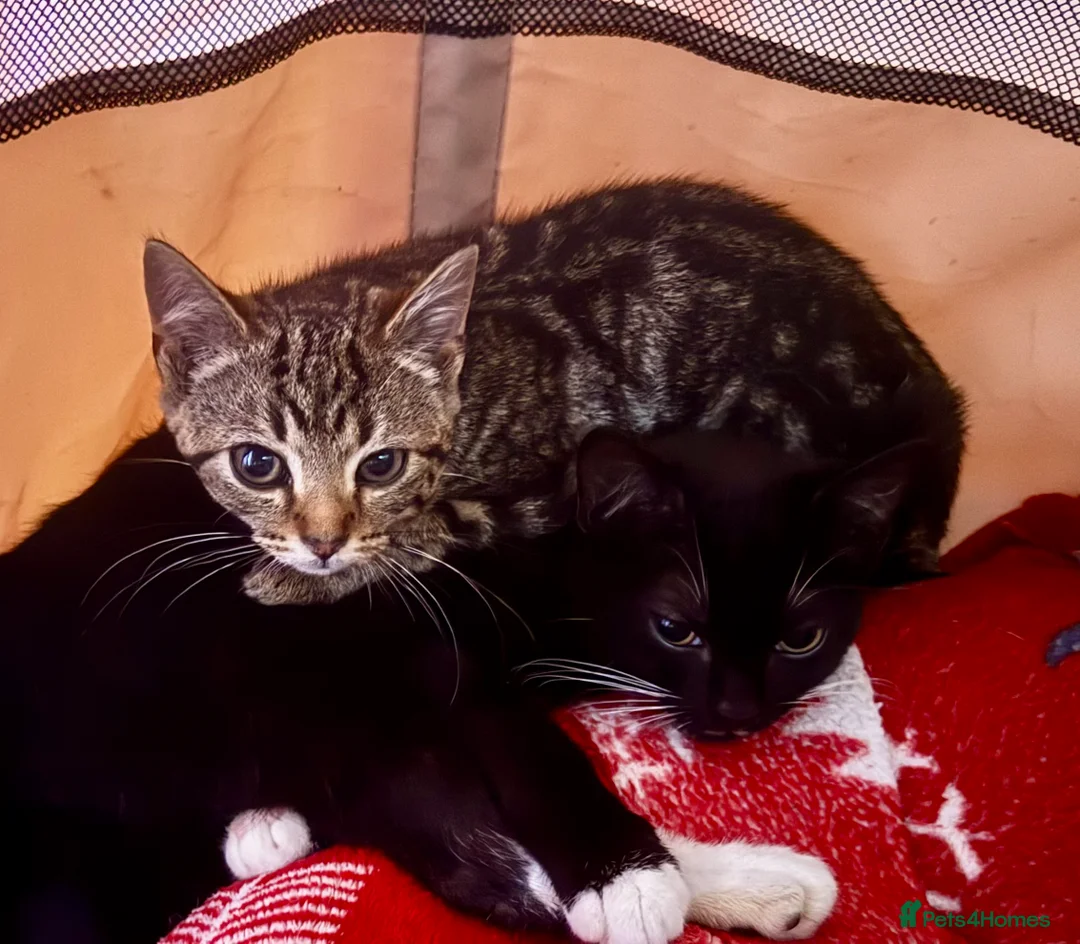 Mixed Breed cats for sale: Elmo and Pixie  in Sutton Coldfield - Advert 6