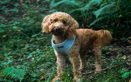 Toy Poodle dogs for stud: F1b westipoo for stud - Image 3
