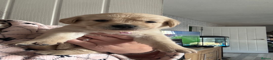 Goldador Puppy 4