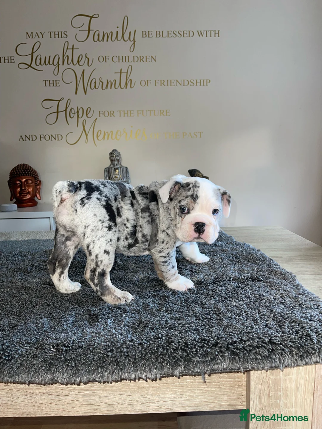 English Bulldog dogs for stud: Proven English Bulldog Stud - Blue Tri Merle in Romford - Advert 17