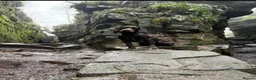 Cocker Spaniel dogs for stud: Working cocker spaniel for stud  in Alfreton - Advert 4