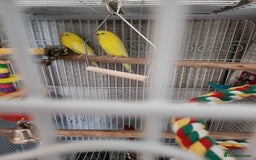 Budgerigars birds for sale:  Lutino budgies  - Image 2