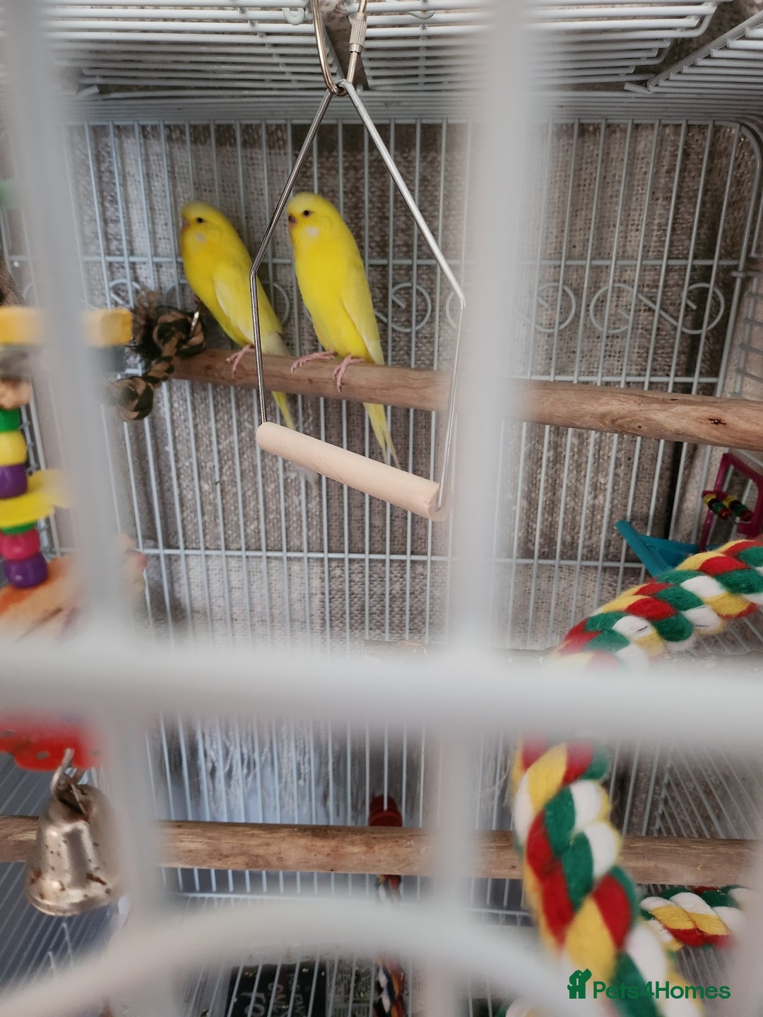 Budgerigars birds for sale:  Lutino budgies  - Image 2