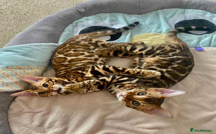 Bengal cats - Advert 12