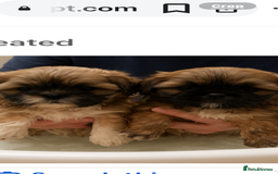 Shih Tzu dogs for sale: Shitzu - Image 5