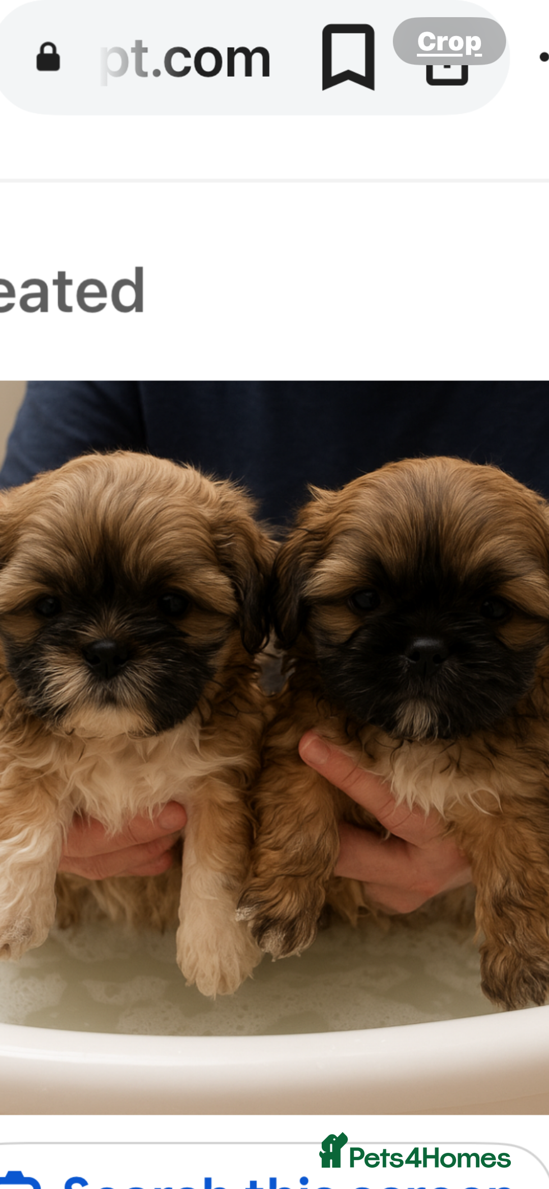 Shih Tzu dogs for sale: Shitzu - Image 5