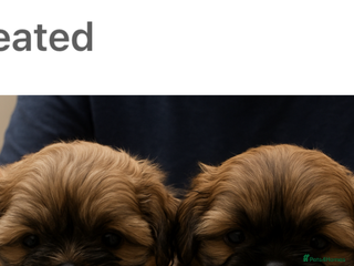 Shih Tzu dogs - Advert 14