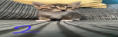 Male tabby