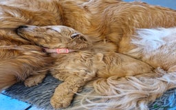 Mini Goldendoodle dogs for sale: F1 Miniature Goldendoodle for sale  - Image 2
