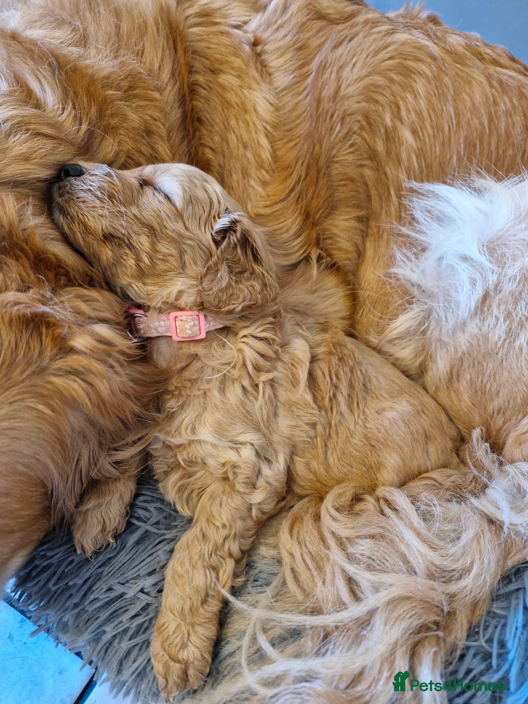 Mini Goldendoodle dogs for sale: F1 Miniature Goldendoodle for sale  - Image 2