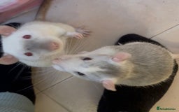 Rat rodents for sale: 2 x Gorgeous Very Friendly Male Fancy Rats - Advert 2