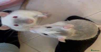 Rat rodents 2 x Gorgeous Very Friendly Male Fancy Rats - Advert 8