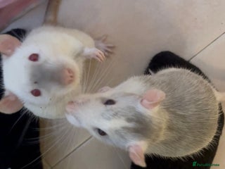 Rat rodents 2 x Gorgeous Male Fancy Rats + full set up - Advert 8