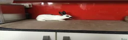 English Spot rabbits for sale: English Rabbits for sale  - Advert 3