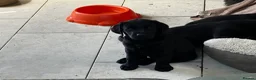 Labrador Retriever dogs for sale: Ready  now  Quality bred and cared for - Advert 5