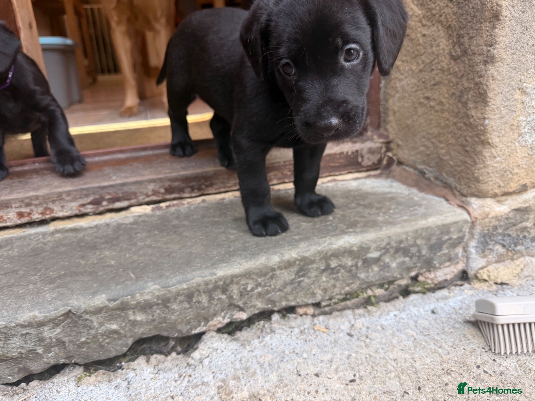 Cockerdor dogs Last Male Cockerdor 🐾🐶 - Advert 1