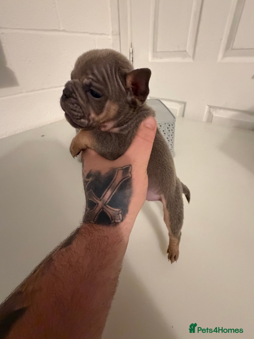 English Bulldog dogs for sale: A LITTER NOT TO BE MISSED 🔥 - Advert 3