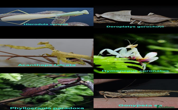 Praying Mantis invertebrates - Advert 1