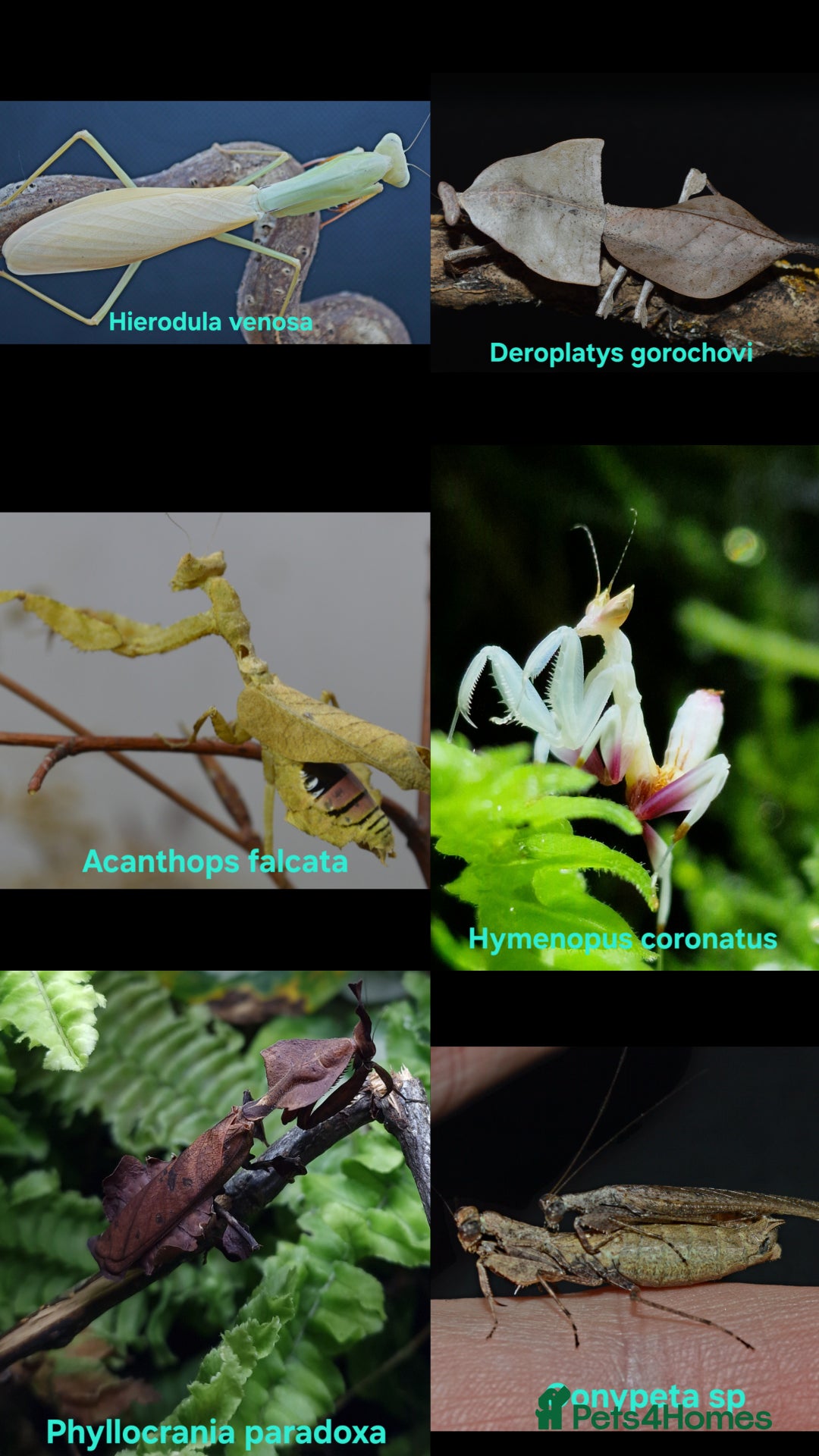 Praying Mantis invertebrates for sale: Various Praying Mantis available. - Image 1