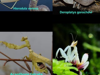 Praying Mantis invertebrates - Advert 2