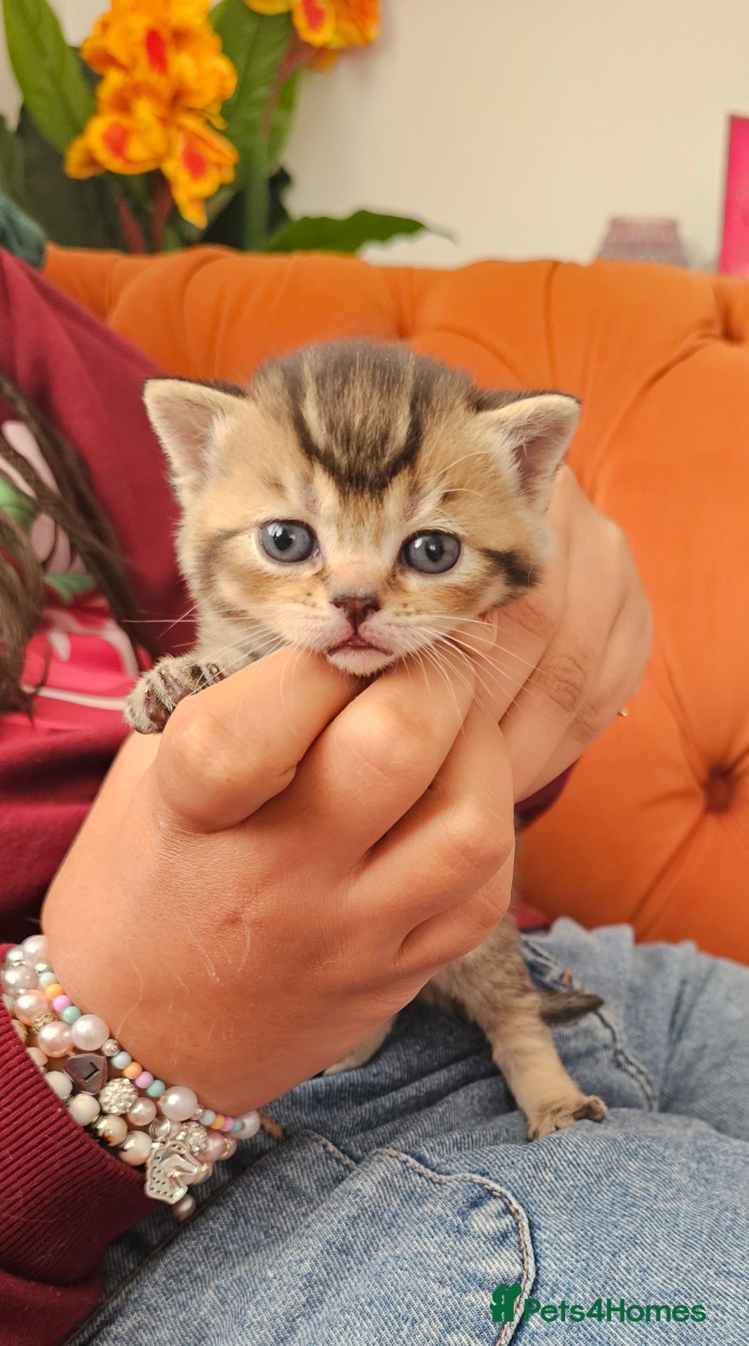 British Shorthair cats for sale: British shorthairs and Scottish straights - Advert 10