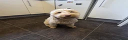 Cockapoo dogs for sale: Beautiful 2-Year-Old Cockapoo 🐾 - Advert 2