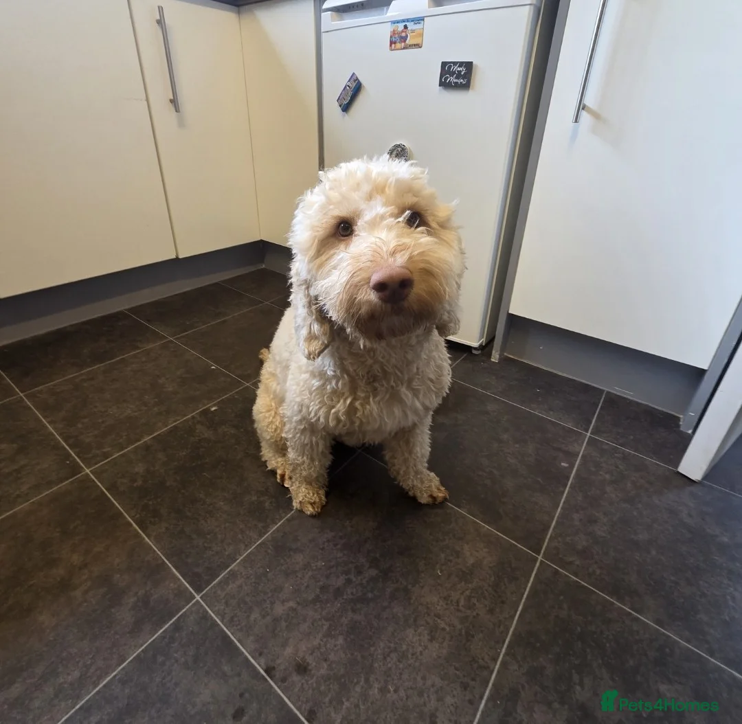 Cockapoo dogs for sale: Beautiful 2-Year-Old Cockapoo 🐾 - Advert 2