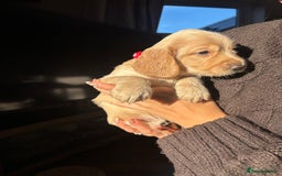 Cocker Spaniel dogs for sale: Cocker spaniels  - Image 8