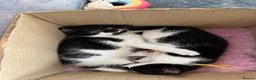 Mixed Breed cats for sale: Beautiful tuxedo kittens - Advert 3