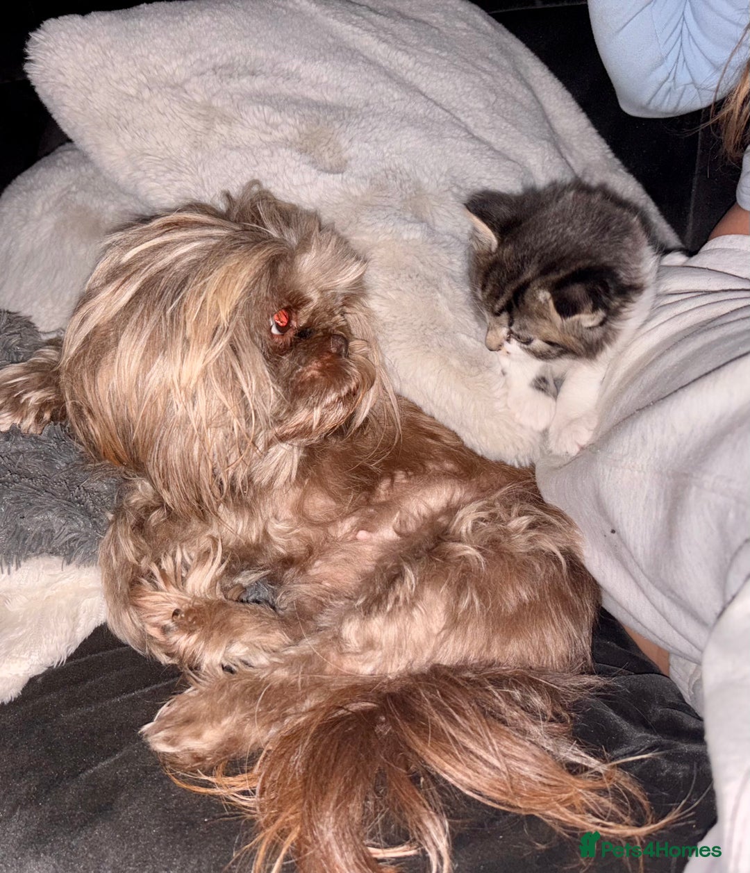 British Shorthair cats for sale: 1 boy and 1 girl - Advert 14