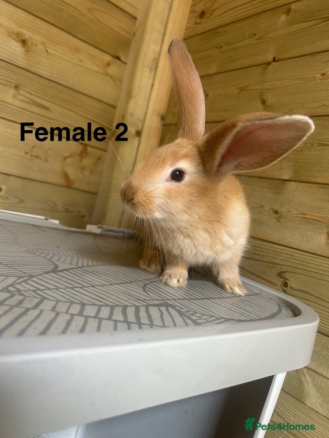 Continental Giant rabbits for sale: READY TO RESERVE - Continental Giant Litter  in Cleckheaton - Image 2