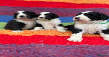 Bernedoodle dogs - Advert 16