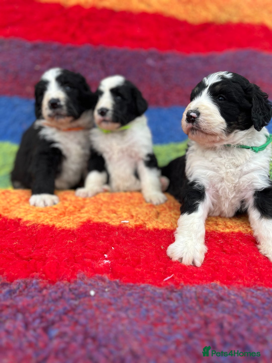 Bernedoodle dogs for sale: Bernedoodles  - Image 2
