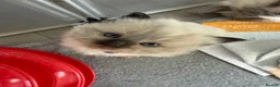 Ragdoll cats for sale: Ragdoll - Advert 10