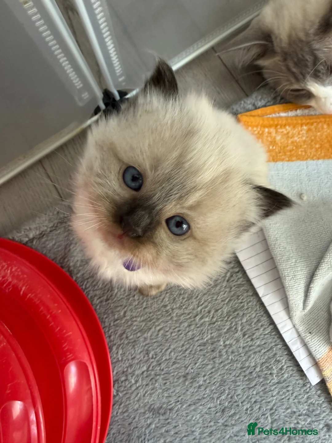 Ragdoll cats for sale: Ragdoll - Advert 10