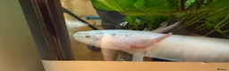 Other/Mixed Breed fish for sale: Axolotls  - Advert 2