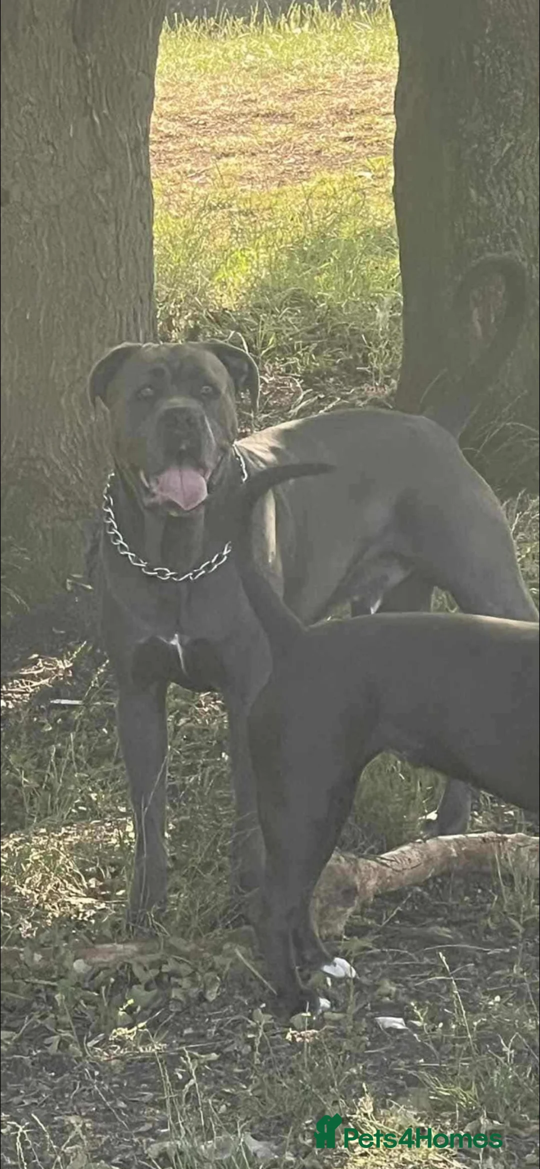 Mixed Breed dogs for sale: Cancorso x puppies READY TO LEAVE  - Advert 8