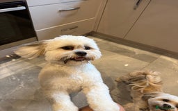 Lhasa Apso dogs for sale: 6 beautiful Lhasa apsos  - Image 24