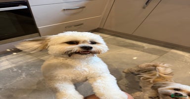 Lhasa Apso dogs - Advert 3